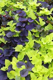 These are the pillars of annual shade plants that will work without a lot of fuss!) hopefully this list of 24 shade loving annuals. 20 Best Annuals For Shade Plants Flowers For Low Light Gardens