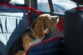 The 8 Best Dog Car Seats Reviewed