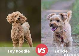 toy poodle vs yorkie breed comparison
