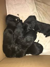 New show weekdays at 8am and 4pm on boomerang channellola is having a yard sale and one of the most desirables items is pat's puppy basket. 7 000 Reward For Information On Suspect Who Threw Puppies From Bridge In Henderson La Wgno