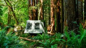 redwood national park cing