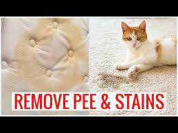 how to remove cat pet urine smell on