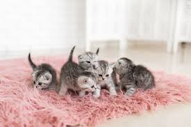 how to care for newborn kittens sepicat