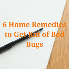 6 home remes to get rid of bed bugs