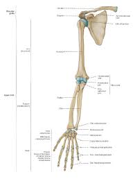 Arm Bone Anatomy Diagram Reading Industrial Wiring Diagrams