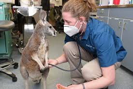 Kangaroos is a truly global lifestyle brand selling footwear, apparel and accessories in over 60 countries. Kangaroos Need Care Too Wsu Insider Washington State University