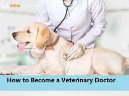 career as a veterinary doctor how to