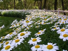 Mass Daisies For Two Great Garden
