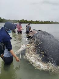Paus orca vs hiu putih jaws unleashed ps2 indonesia part2. Paus Sperma Terdampar Di Wakatobi Buruknya Pengelolaan Sampah Plastik Di Daratan