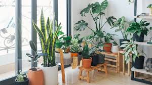 grow indoor plants