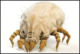 scabies what is i how to get rid of it