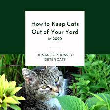 how to keep cats out of your yard in