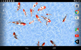 koi fish live wallpaper apk for android