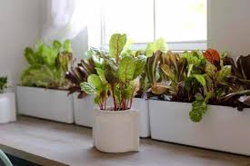 Tips For Growing Vegetables And Herbs