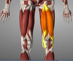 The gluteus maximus is the there are several other muscles that induce movement around the hip joint. Why Hamstrings Get Tight And Why Stretching Them Will Never Fix Back Pain The Doctors Of Physical Therapy