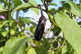 How To Grow Eggplant In Usa Soil
