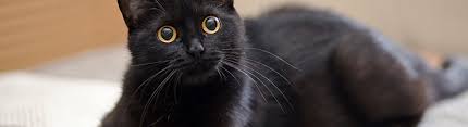 See more ideas about cats, black cat, cats and kittens. The History Of Black Cats
