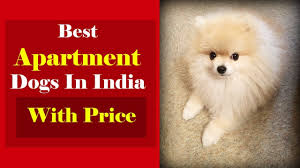 best apartment dogs in india with