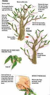 bonsai trees a beginner s all you