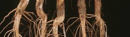What is black root rot?