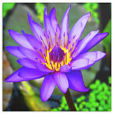 Purple Yellow Lotus Flower Canvas