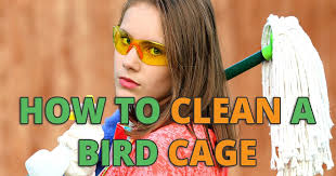 how to clean a bird cage best liners