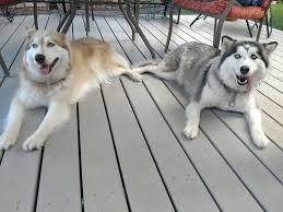 Get a boxer, husky, german shepherd, pug, and more on kijiji, canada's #1 local husky in dogs & puppies for rehoming in ontario. Wilke S Siberian Huskies Home Facebook