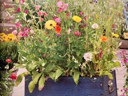 grow a mini wildflower garden home