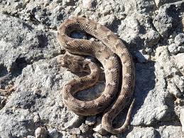 saw scaled viper snake entered the