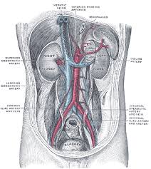 I have some general pain in what i believe is my kidney (on back, left side towards rib cage) when i lay in a certain way, it goes away. The Urinary Organs Human Anatomy