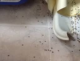 spotting carpet beetles a quick