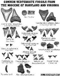 Fossil Identification Sheets New York Maryland Virginia