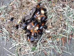 Bumble bee vs honey bee: File Bumblebee Nest Jpg Wikipedia