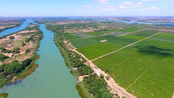 Fruticultura irrigada de alta tecnologia: a mágica do gotejamento na caatinga do Vale do São Francisco - Revista Cultivar
