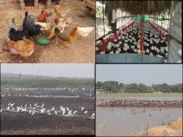 We did not find results for: Newcastle Disease In Low And Middle Income Countries Challenges And Strategies For Control Frontiers Research Topic