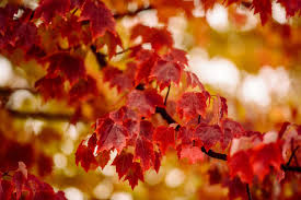 essential red maple tree information