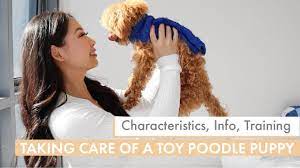 how to care for a toy poodle puppy