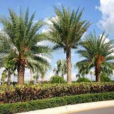 Full Sun Exposure Date Palm Trees