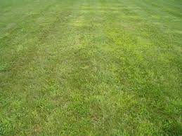 Challenges For Crabgrass And Other Annual Grassy Weed Control The