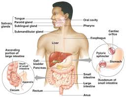 the digestive system diagram quizlet