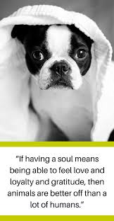 Enjoy reading and share 1 famous quotes about dog fighter with everyone. 30 Quotes About Losing A Dog Dealing With Grief Puppy Leaks