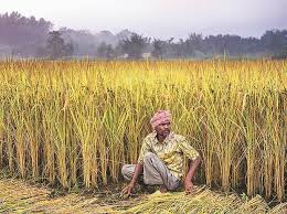 Govt May Hike Paddy Msp By Rs 200 Quintal For 2018 2019 Crop Year