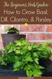 Herb Garden Basil Dill Cilantro
