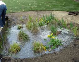 bog garden in a dry or wet area