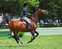 Why use a running martingale on a horse?
