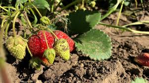 plant strawberries in hardiness zone 7