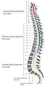 spinal cord injury levels clification