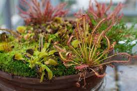 carnivorous plants at home gulley