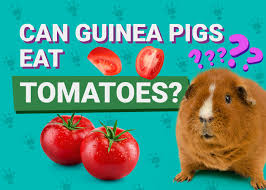 can guinea pigs eat tomatoes vet