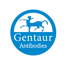 NOS1 Polyclonal Antibody | G-AB-07924 | Gentaur Antibodies